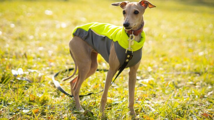 『洋服を着せるべき犬種』5選　服が必要といわれる理由やメリットまで解説(ブログ)