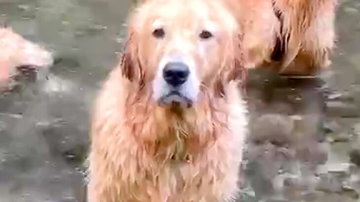 疲れ知らずの大型犬が『3時間』泳ぎ続けた結果…『あからさまに老け込む姿』が面白すぎると247万表示「おじいちゃんで草」「貴重な表情ｗ」(ブログ)