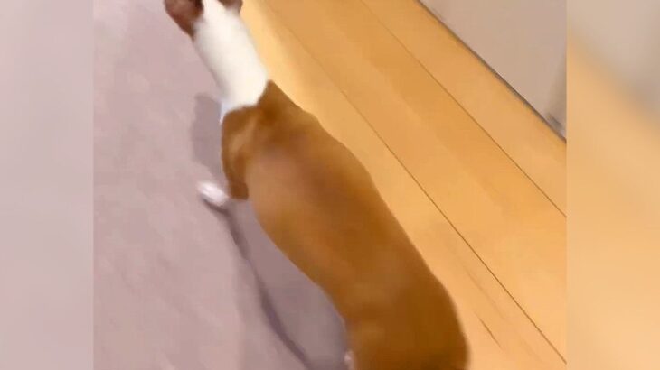 父が犬に『かくれんぼドッキリ』仕掛けた結果…『必死の大捜索』の一部始終と可愛すぎる結末が52万再生「健気すぎる」「探してる姿にきゅん」(ブログ)