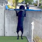 『犬の幼稚園』を楽しみにしている大型犬…お友達との『登園の一部始終』が可愛すぎると10万再生「しっぽ取れちゃいそうｗ」「嬉しさ溢れてる」(ブログ)