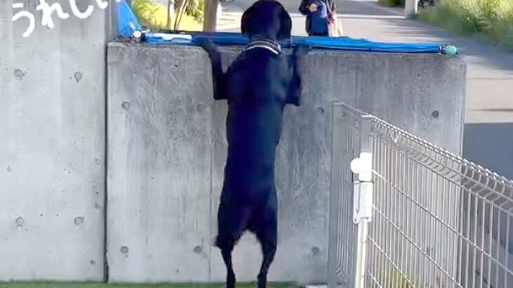 『犬の幼稚園』を楽しみにしている大型犬…お友達との『登園の一部始終』が可愛すぎると10万再生「しっぽ取れちゃいそうｗ」「嬉しさ溢れてる」(ブログ)