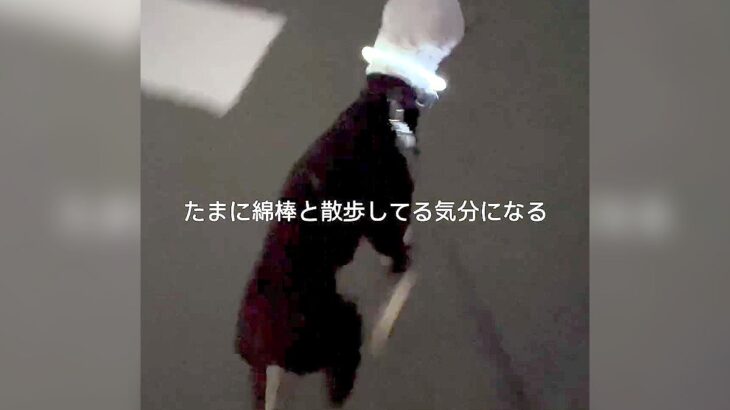 犬の耳を保護して散歩に行った結果…飼い主による『まさかの発想』が天才すぎると505万再生「スタイリッシュ綿棒で草」「二度見して爆笑」(ブログ)