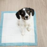 犬のトイレのしつけでスプレーを使う方法は効果なし？誘導するタイプと嫌悪刺激を与えるタイプがある(ブログ)