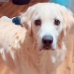 犬に『おもちゃを持ってきて』と伝えたら…完全に言葉を理解した『賢い行動』が14万再生「お利口さんすぎ」「話を聞こうとする姿勢が素敵」(ブログ)