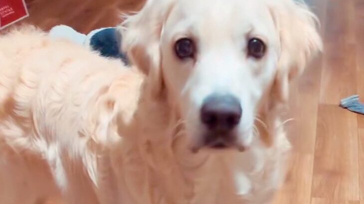 犬に『おもちゃを持ってきて』と伝えたら…完全に言葉を理解した『賢い行動』が14万再生「お利口さんすぎ」「話を聞こうとする姿勢が素敵」(ブログ)