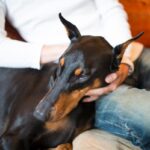 愛犬が見せてくれる『無防備すぎる姿』6つ　仕草から読み解く飼い主への信頼と愛情表現を解説(ブログ)