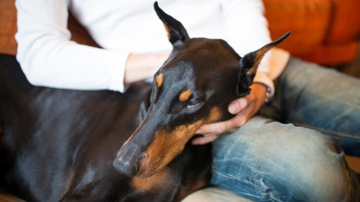 愛犬が見せてくれる『無防備すぎる姿』6つ　仕草から読み解く飼い主への信頼と愛情表現を解説(ブログ)