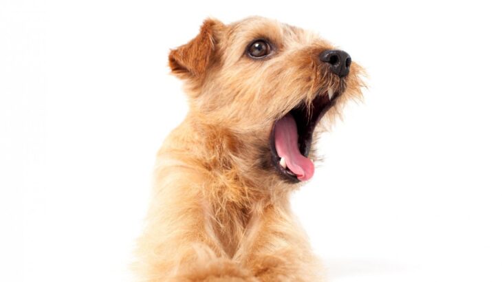 犬が吠えるようになってしまう『飼い主のNG行為』4つ　無駄吠えの主な原因や間違ったしつけ方法まで(ブログ)