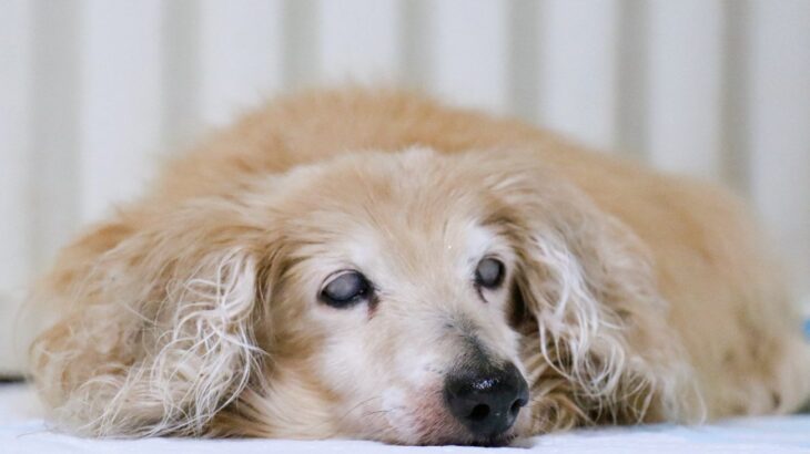 認知症になった老犬は家族のことを忘れる？脳の老化による症状や必要なケアまで(ブログ)
