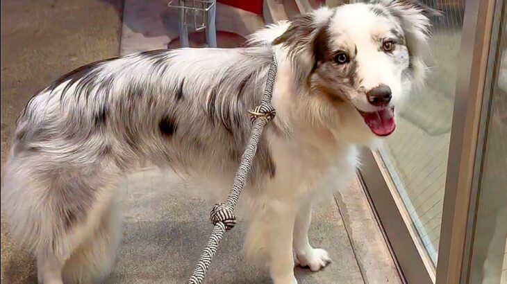 世界一賢い犬種が『30ヵ所以上のお店を覚えた』結果…天才すぎる『完璧な道案内』が145万再生「人より賢いな」「どう教えたんだ」と称賛(ブログ)