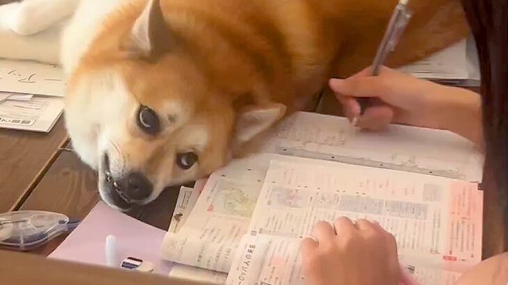 勉強中のお姉ちゃんを見つめる犬…予想外の『怖すぎる顔』が238万再生「めっちゃメンチ切ってて草」「もはや般若」「どういう感情？」と爆笑(ブログ)