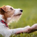 犬が飼い主に伝えたいと思っていること４選　愛犬の気持ちに応えてあげるためにできることとは？(ブログ)