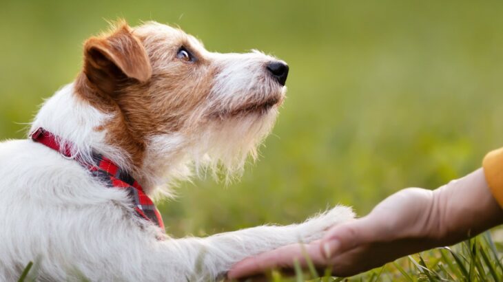 犬が飼い主に伝えたいと思っていること４選　愛犬の気持ちに応えてあげるためにできることとは？(ブログ)
