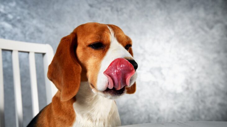 犬に『香辛料』は危ない？絶対に食べさせてはいけないと言われる理由と誤食した時の対処法とは(ブログ)