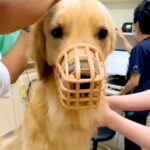 犬の耳掃除をするため『動物病院』に連れて行った結果…この世の終わりのような『絶望』が面白すぎると68万再生「顔ｗ」「ほんと好き」と爆笑(ブログ)