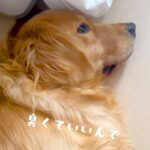 お風呂嫌いな犬を『脱衣所まで連れてきた』結果…とんでもなく分かりやすい『断固拒否』が面白すぎると話題に「雑な作戦で草」「死んだふり？ｗ」(ブログ)