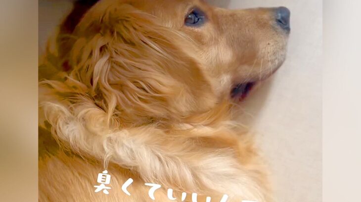 お風呂嫌いな犬を『脱衣所まで連れてきた』結果…とんでもなく分かりやすい『断固拒否』が面白すぎると話題に「雑な作戦で草」「死んだふり？ｗ」(ブログ)
