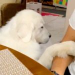 超大型犬の『なでなで催促』をスルーした結果…まるで『彼女のような反応』が可愛すぎると69万再生「かまちょで草」「試される兄ｗ」と爆笑(ブログ)