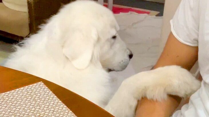 超大型犬の『なでなで催促』をスルーした結果…まるで『彼女のような反応』が可愛すぎると69万再生「かまちょで草」「試される兄ｗ」と爆笑(ブログ)