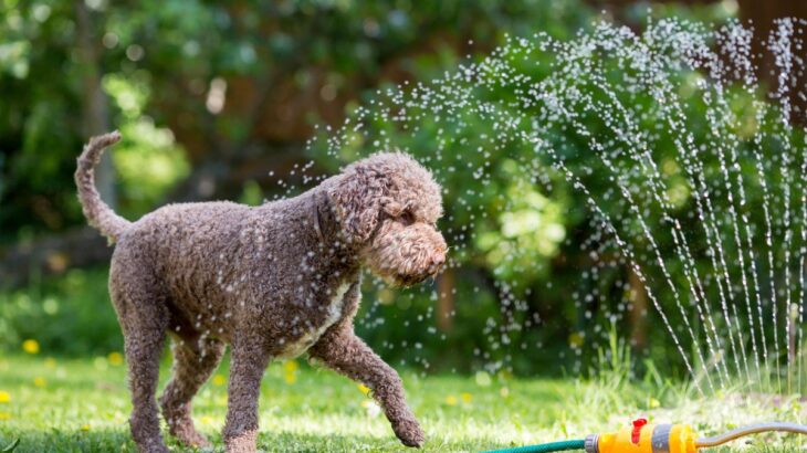 犬の熱中症対策は何月までするべき？室温調整の注意点や散歩中に気をつけるべきポイントまで解説(ブログ)