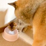 子猫が水を飲もうとした結果、犬が…まさかの『先に飲ませてあげる』光景が優しすぎると45万再生「なんて紳士なの」「さり気ない気遣い」(ブログ)