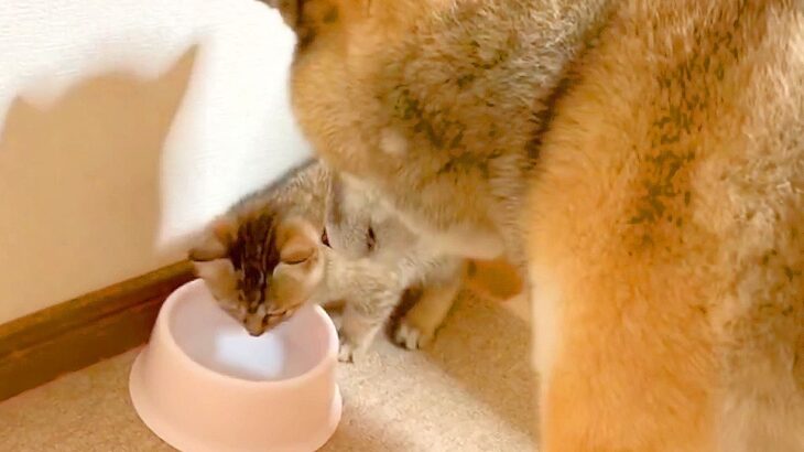 子猫が水を飲もうとした結果、犬が…まさかの『先に飲ませてあげる』光景が優しすぎると45万再生「なんて紳士なの」「さり気ない気遣い」(ブログ)