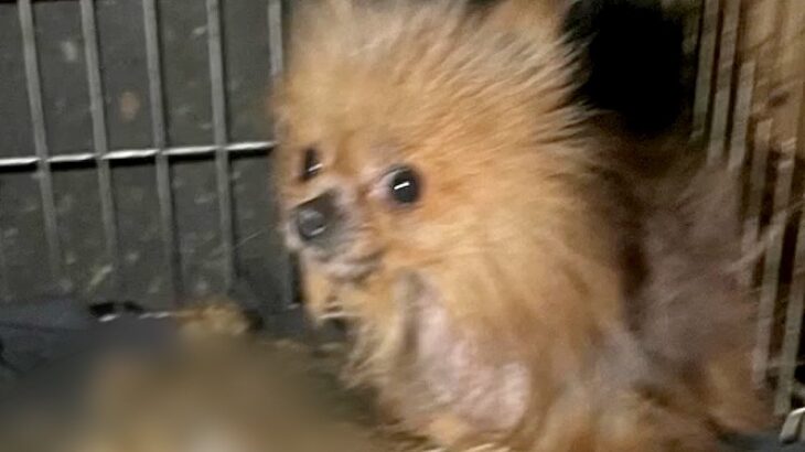 劣悪な環境で生きてきた犬をレスキュー…想像もできなかった『1ヶ月後の姿』が感動的だと53万再生「涙が止まらん…」「素敵な家族」と賞賛(ブログ)