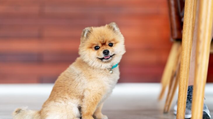 愛犬と夏を楽しむ為には？注意が必要なポイント3つ　正しい知識やオススメの遊び方をご紹介(ブログ)