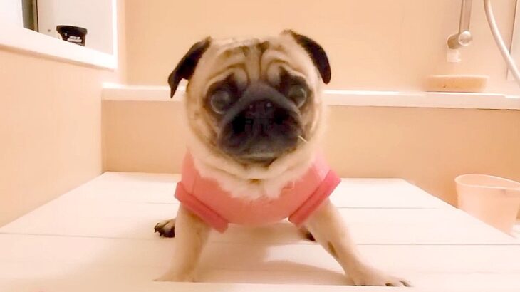 お風呂に入っていたら、犬が…ブチ切れながら『文句を言う姿』と『まさかの理由』が98万再生「オラオラしてて草」「飼い主何したんｗ」と爆笑(ブログ)