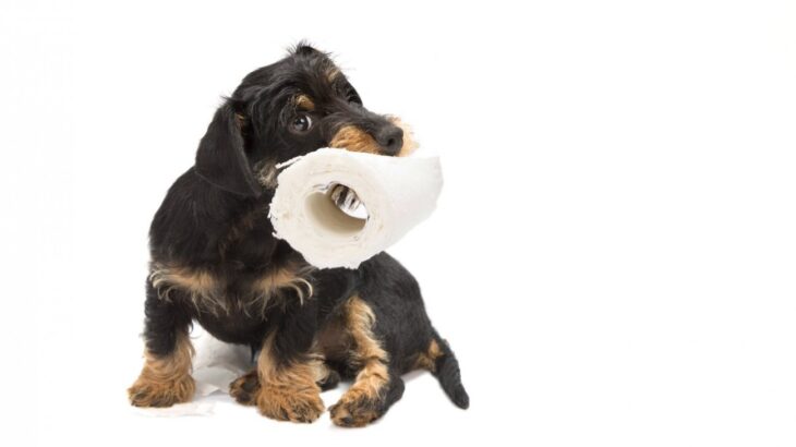 犬が『うれしょん』をする理由とは？主な原因や漏らしやすい犬の共通点まで(ブログ)
