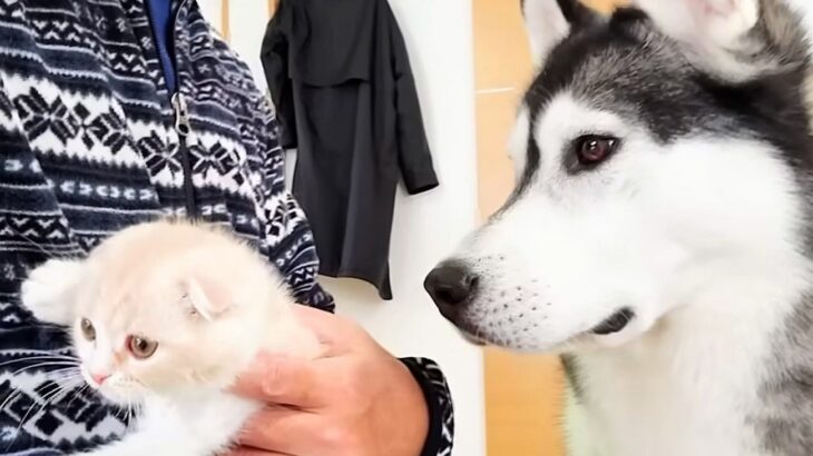 ハスキー犬が『怯える子猫を育てた』結果…嘘のような『2年後の姿』が感動的すぎると281万再生「まるで親子のよう」「涙が溢れた」と大絶賛(ブログ)