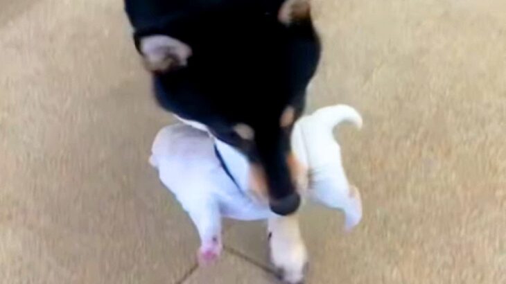 お母さん犬が『赤ちゃんを隠す場所』に悩んだ結果…まさかの『妥協案』が可愛らしいと83万再生「結局そこかいｗ」「ママって忙しい」と絶賛(ブログ)