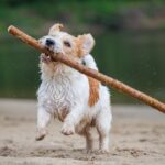 『わんぱくな犬種』3選　やんちゃで元気すぎるわんこがよくする行動や注意点まで(ブログ)