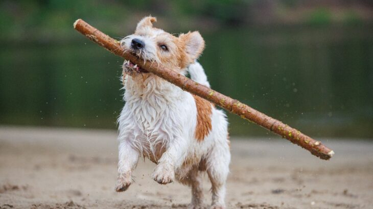 『わんぱくな犬種』3選　やんちゃで元気すぎるわんこがよくする行動や注意点まで(ブログ)