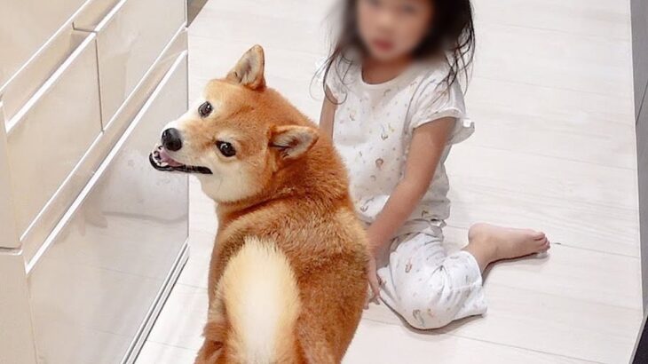 4歳の女の子が叱られた結果、犬が…まさかの『慰めに行く姿』が優しすぎると感動「頼りになるお姉ちゃん」「心配してる顔が切ない」と9万再生(ブログ)