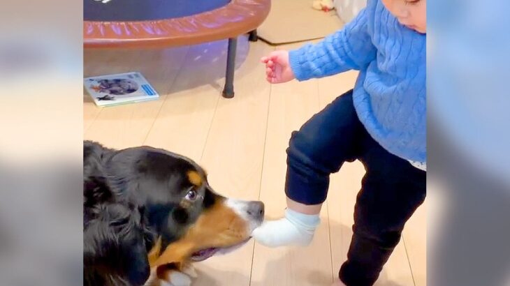 大型犬が『女の子の靴下を脱がせようとした』結果…プロ並みの技術と気遣いを見せる光景が3万4000再生「そっとくわえるの優しすぎる」と絶賛(ブログ)