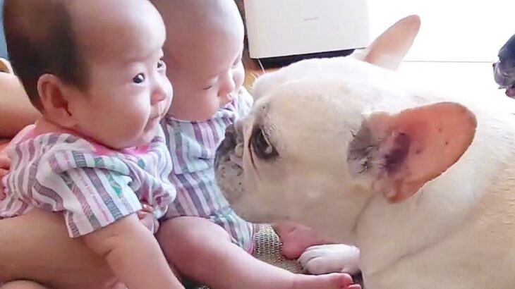 犬が『双子の赤ちゃん』と再会した結果…まるで父親のように『優しく見守る姿』が尊すぎると4万5000再生「会話してるのかな」「嬉しそう」(ブログ)