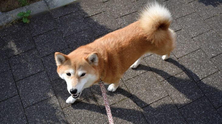 犬の気持ちは『歩き方』から読み取れる？歩き方ごとの5つの心理や身体的な異常のサインを解説(ブログ)