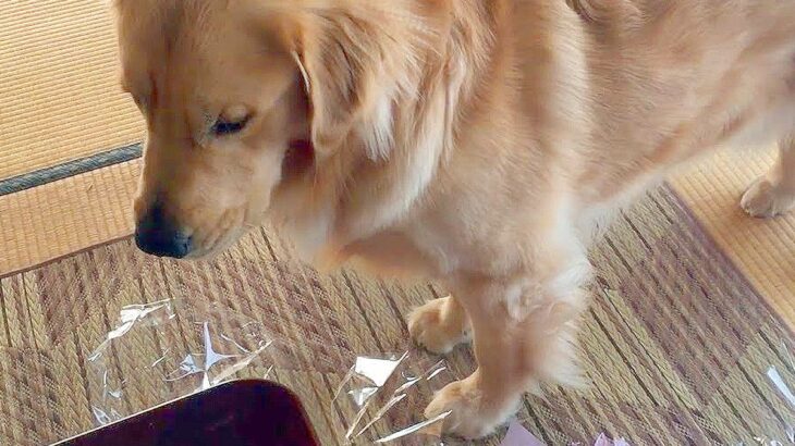 『すんません…』大型犬が留守番中にイタズラした結果…バレた時に見せた『絶対に怒れない姿』が可愛すぎると114万再生「大反省してるｗ」(ブログ)