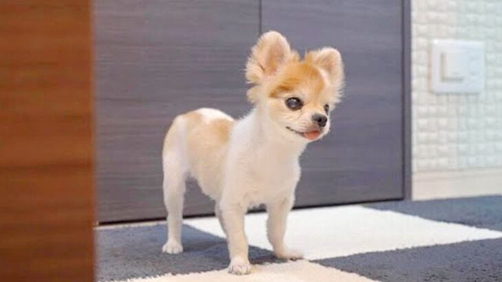 お風呂に入っていたら、15歳の老犬が…想像すらしなかった『まさかの行動』に涙が止まらない「無償の愛」「必死に探しててボロ泣き」と感動(ブログ)