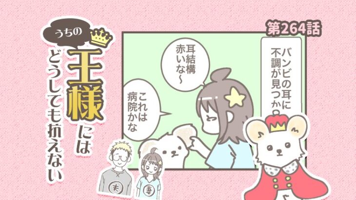 うちの王様にはどうしても抗えない【第264話】「耳が・・②」(ブログ)