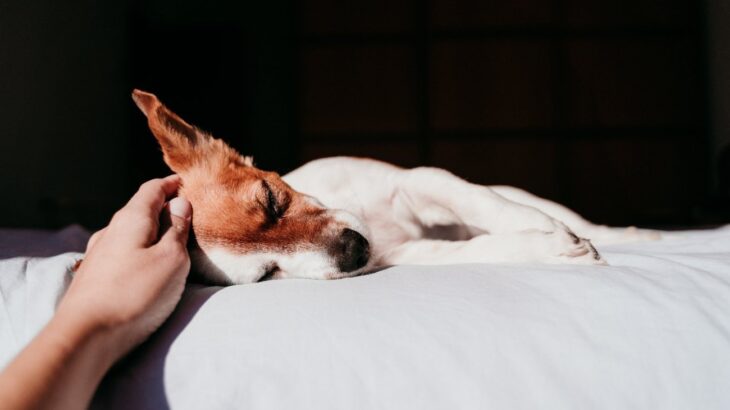 犬の『睡眠中』に飼い主がやってはいけないNG行為３選　主な理由と愛犬に与える悪影響、取るべき対応とは(ブログ)