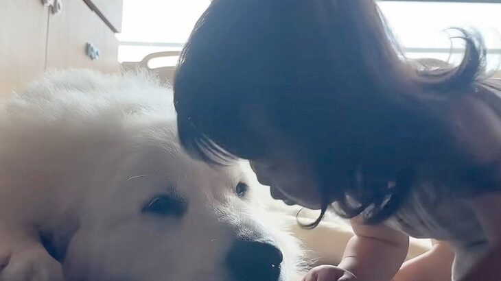 1歳の女の子が『超大型犬に育てられた』結果…大好きが溢れて『ちゅーが止まらなくなる光景』が尊すぎると36万再生「なんだか泣ける」の声も(ブログ)