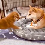『調子に乗った赤ちゃん犬』が兄姉犬に絡んだ結果…可愛すぎる『やんちゃな姿』が20万再生「ポジティブｗ」「まるで子犬の学校」と絶賛(ブログ)