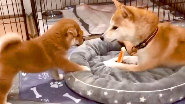 『調子に乗った赤ちゃん犬』が兄姉犬に絡んだ結果…可愛すぎる『やんちゃな姿』が20万再生「ポジティブｗ」「まるで子犬の学校」と絶賛(ブログ)