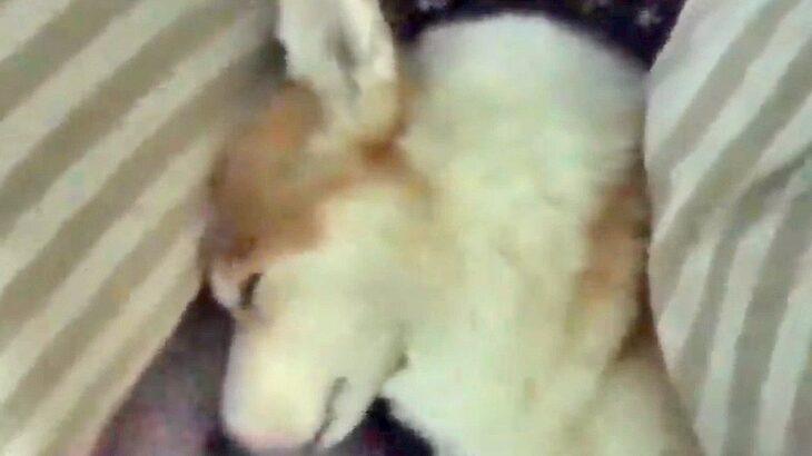 犬と朝まで一緒に寝てみた結果…まさかの『腕枕で寝ている光景』が幸せの極みだと51万再生「至福の時」「むにゃむにゃ寝言ヤバい」と悶絶(ブログ)