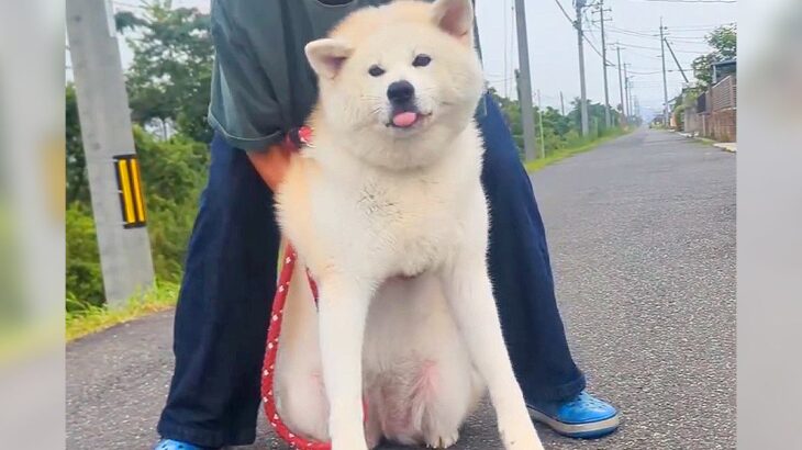 夏、犬の散歩中に振り返った結果…まさかの『道のど真ん中での散歩拒否』と飼い主との攻防戦が32万再生「断固たる決意で草」「大変すぎるｗ」(ブログ)