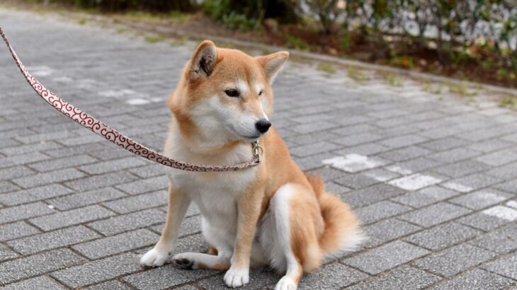 愛犬が急に動かなくなった理由とは…？考えられる4つの原因と知っておくべきことを解説(ブログ)