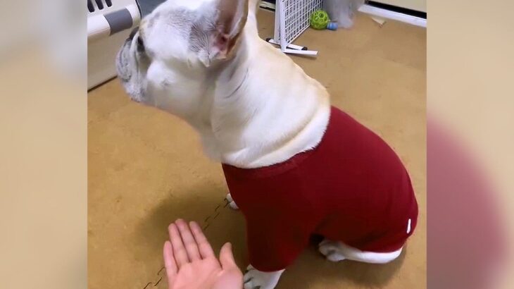 犬に『お手』と言い続けた結果…仕方なく見せた『世界一雑なお手』が可愛すぎると11万再生「なんやそれｗ」「だれも真似出来ない」と爆笑(ブログ)