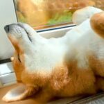 『ごはん』に反応しない犬に『お父さん』と言ってみた結果…まさかの『想像以上のリアクション』が19万再生「秒すぎて草」「魔法の呪文ｗ」(ブログ)